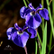 Alaskan Wild Iris Bracelet