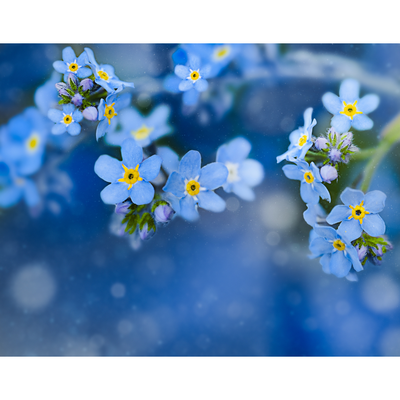 Forget-Me-Not Earrings